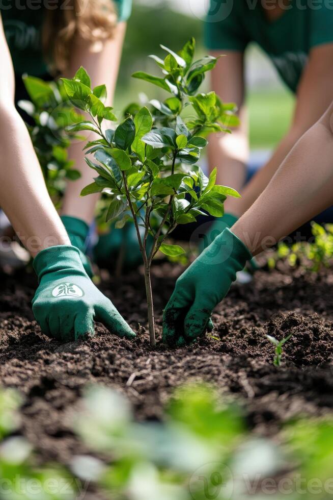 Volunteers planting a young tree in community garden on a sunny afternoon photo