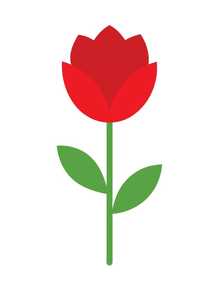 A red rose is shown on a white background vector