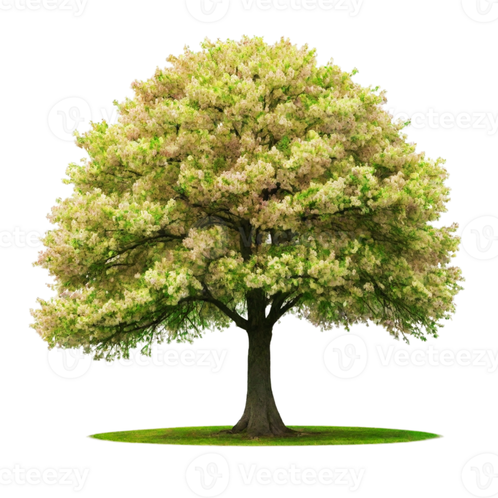 Tree isolated on Transparent background png