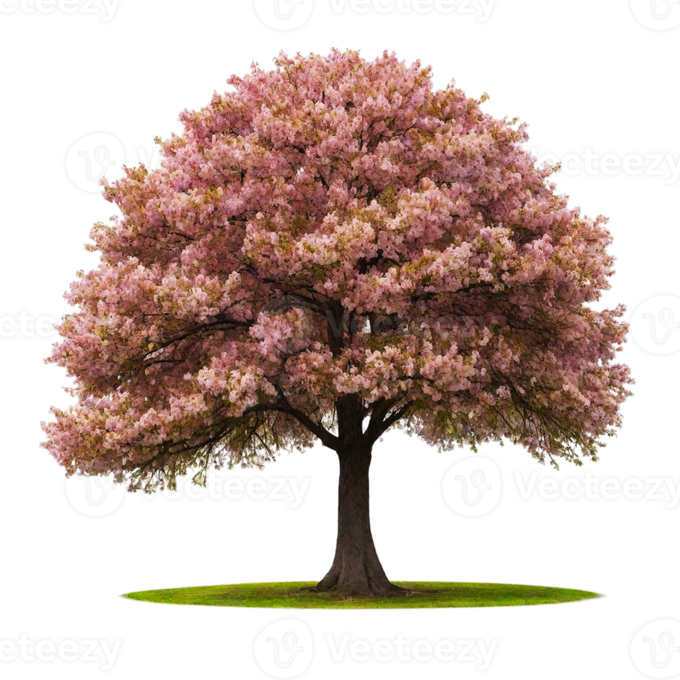 Sakura tree isolated on Transparent background png