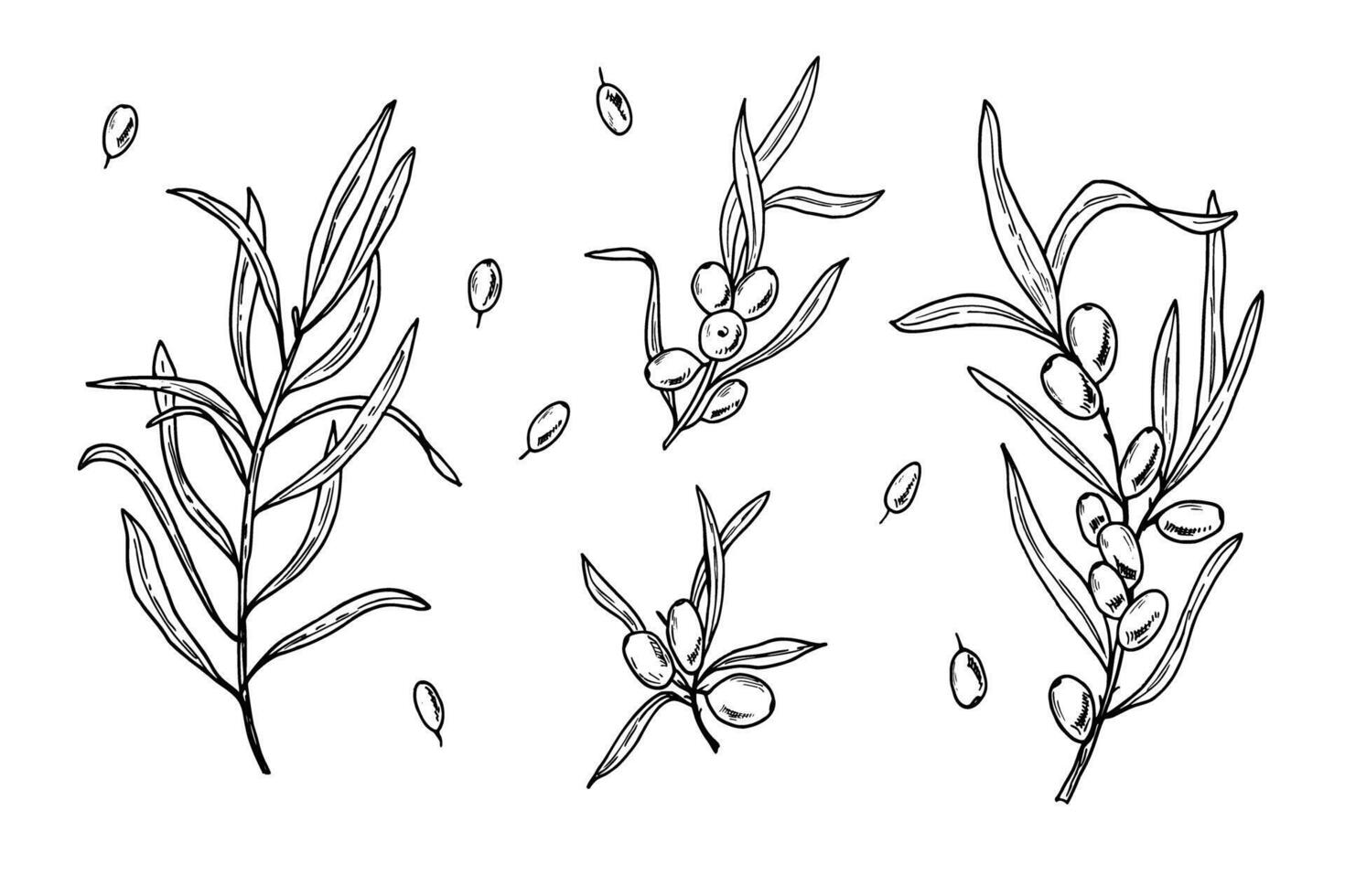 Sea buckthorn branches with leaves and single berries hand drawn illustration set painted by black inks. For food design, menu, patterns, greetings, package, label vector