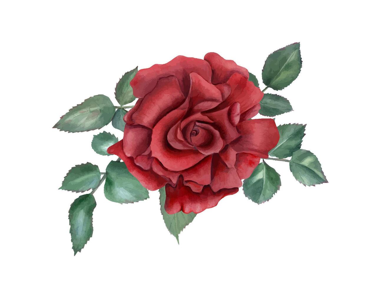 Natural floral garden blooming red rose watercolor print. Flower with green leaves composition in realistic style. Bouquet or wallpaper design, Valentine day, Mother day cards, stationary vector
