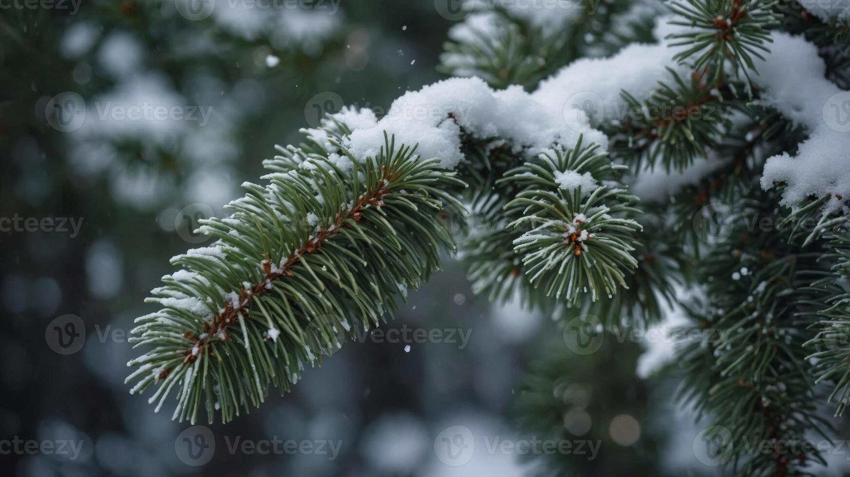 image space copy a as perfect needles with branch pine covered Snow. photo