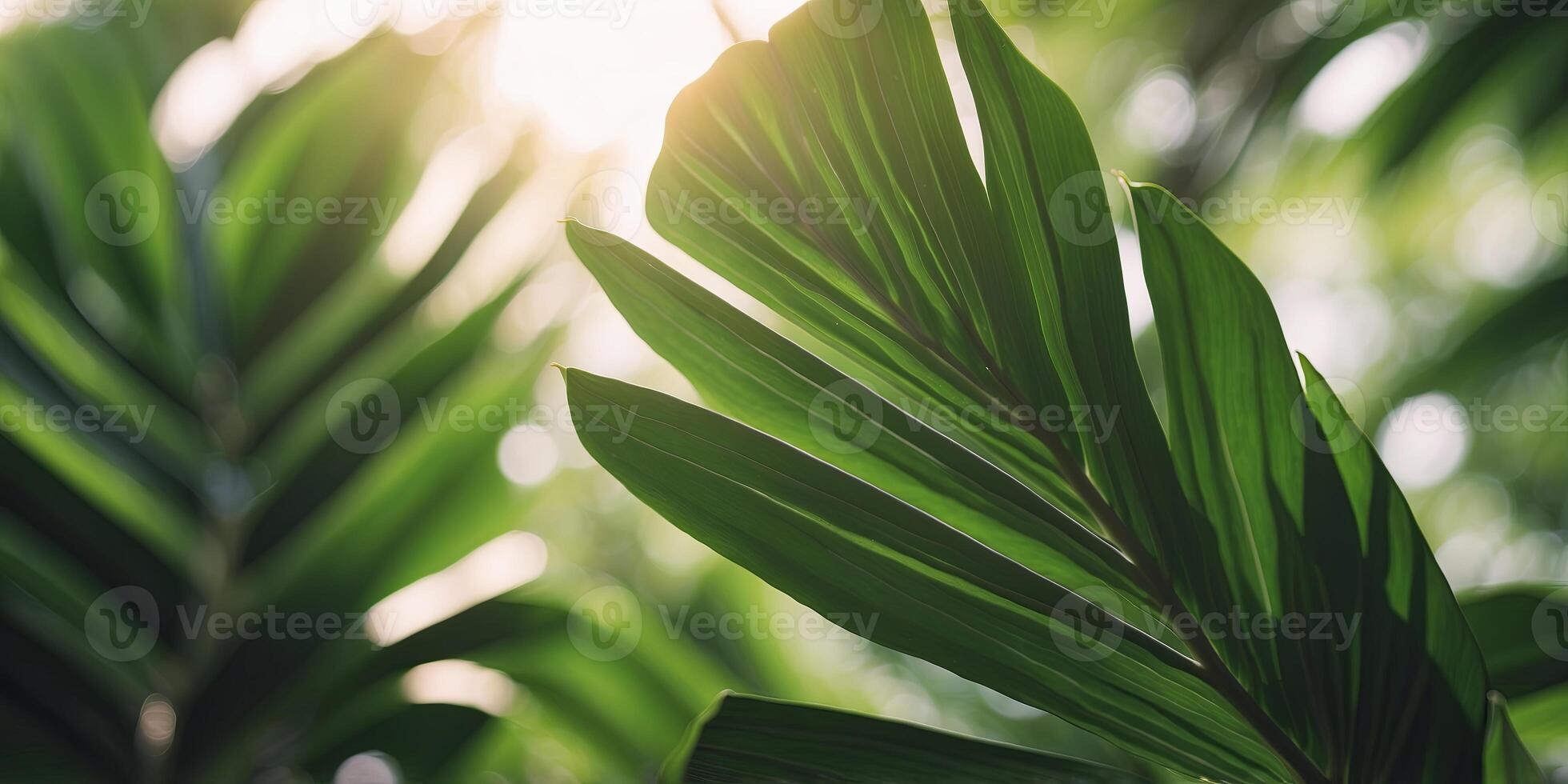 Tropical palm leaf in sun light, summer concept background. photo