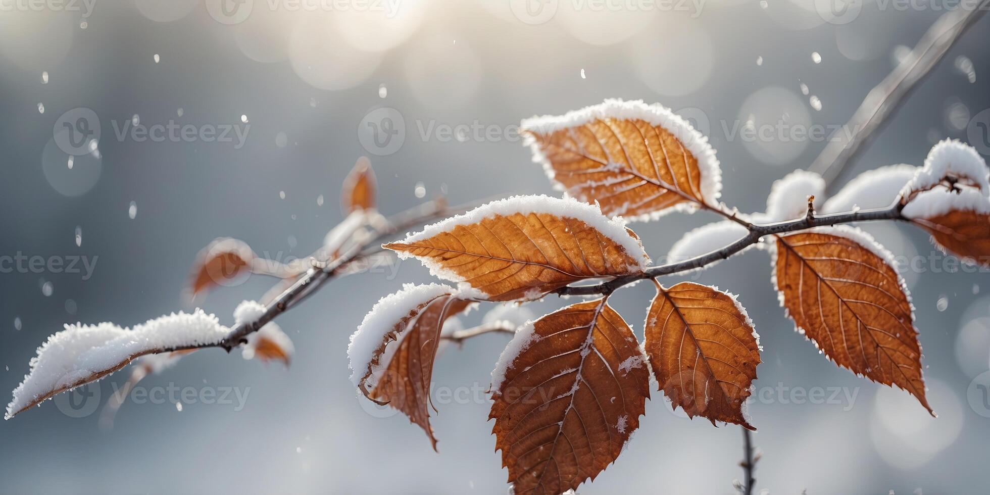 Aesthetic composition of frozen leaves with a white snowy background Concept of nature and idyllic winter. photo