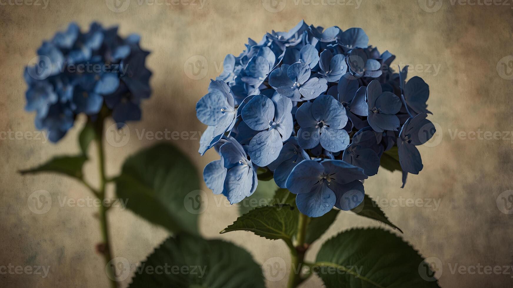 Blue Hydrangea on vintage paper background. photo