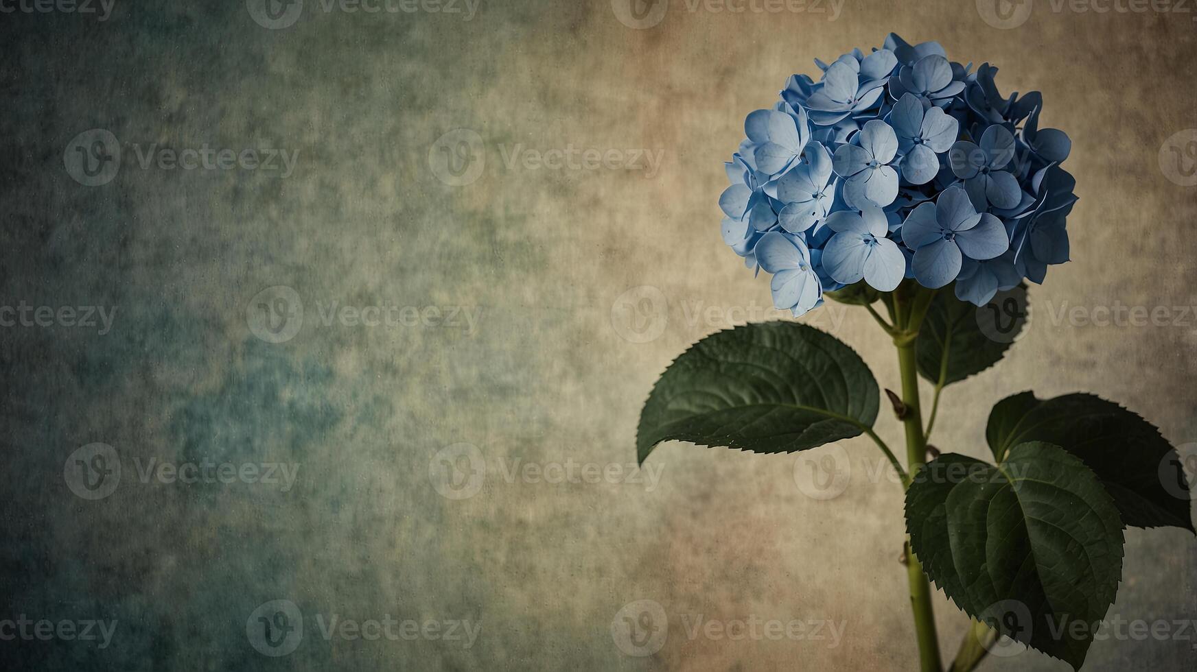 Blue Hydrangea on vintage paper background. photo