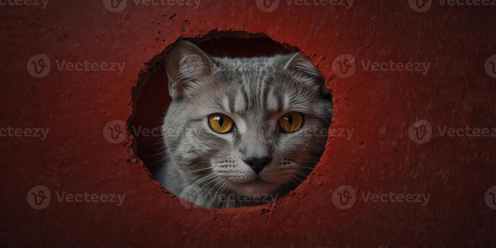 Gray cat peeking from hole on red background with space for concept. photo