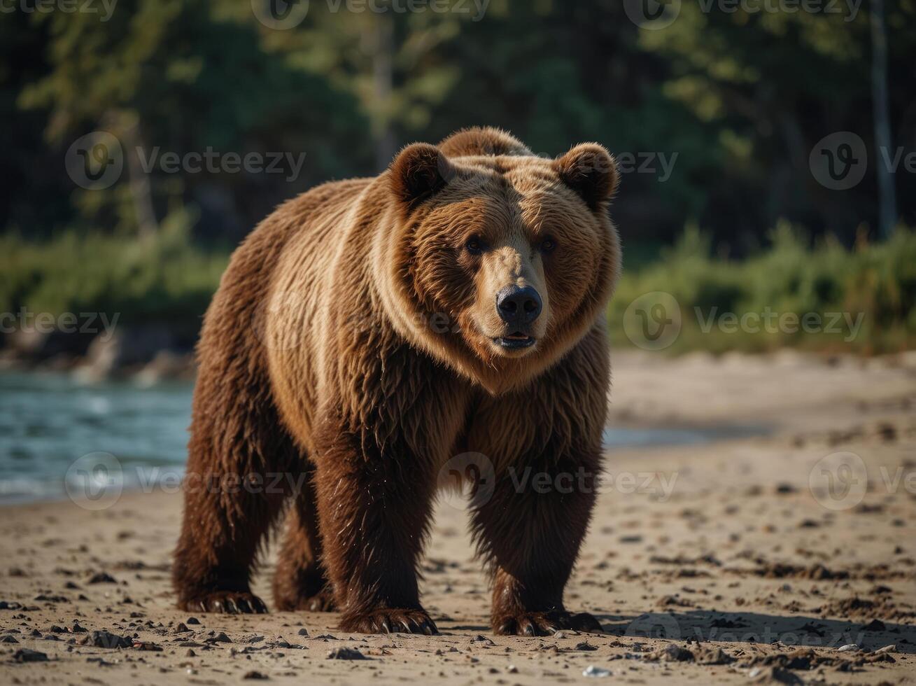 A large brown bear walks along the beach. photo