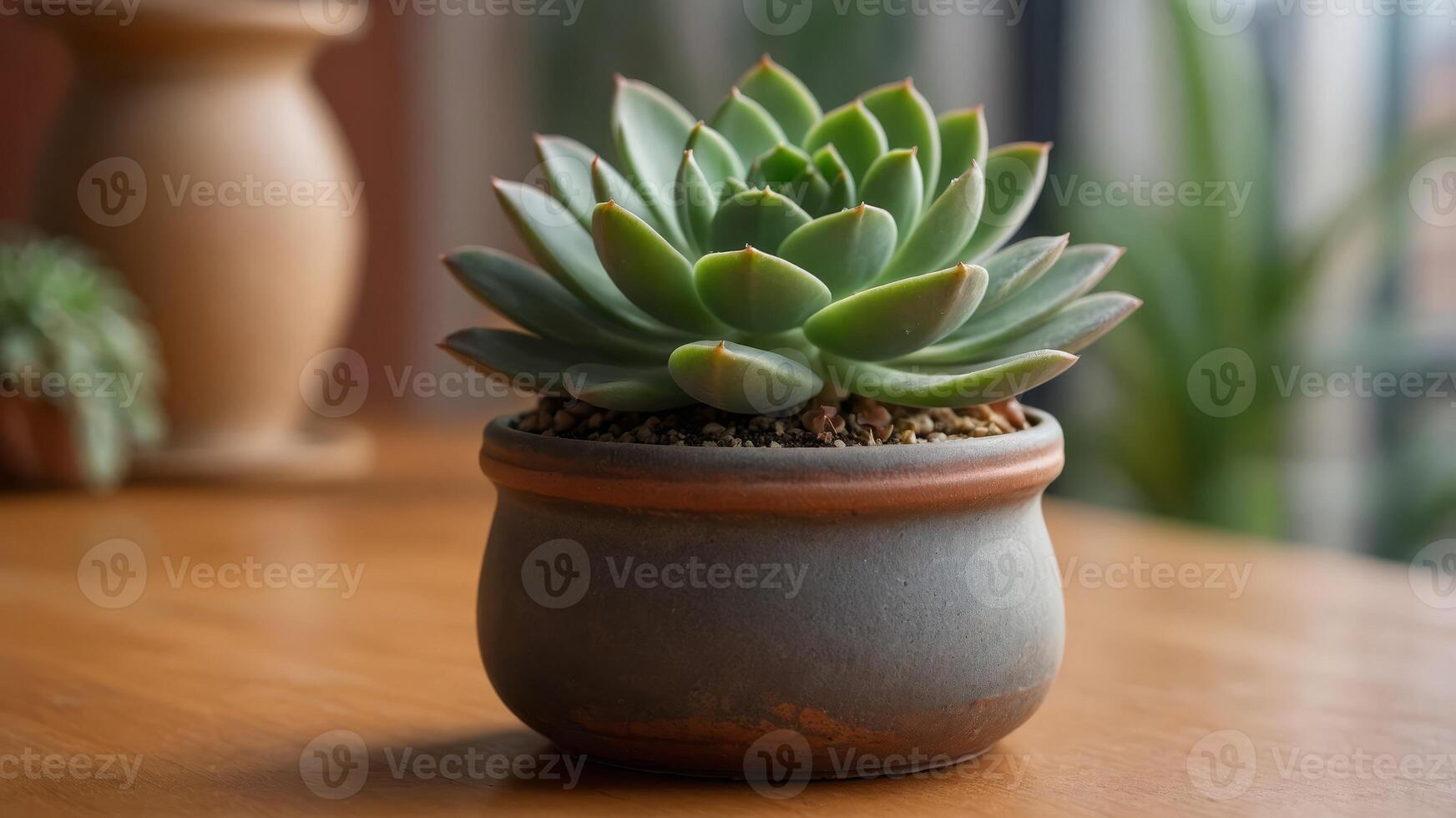 Small succulent in pot on apricot background Interior design, nature, gardening or botanical concept. photo
