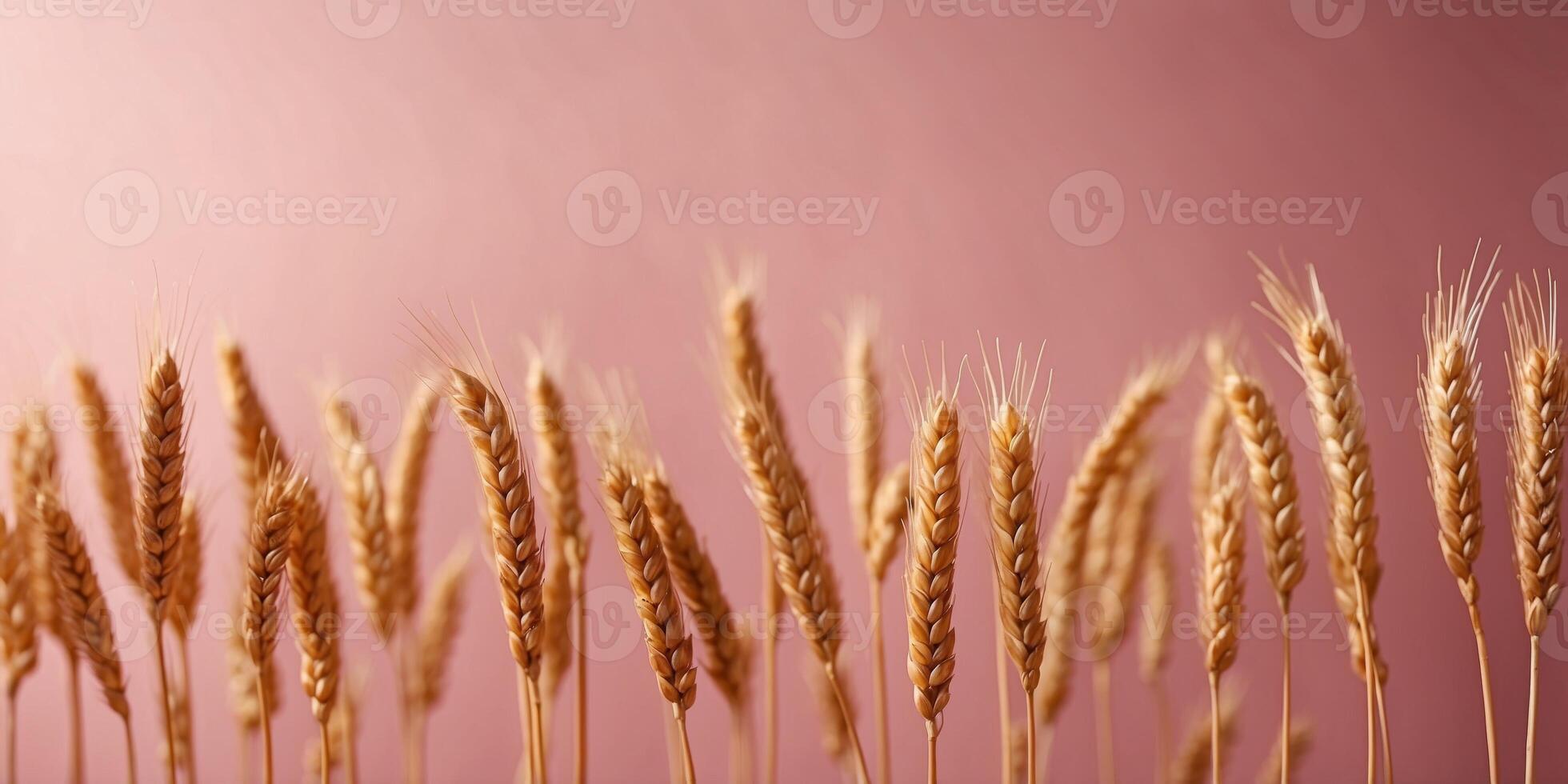 Wheat stalks forming a border on a pink background. photo
