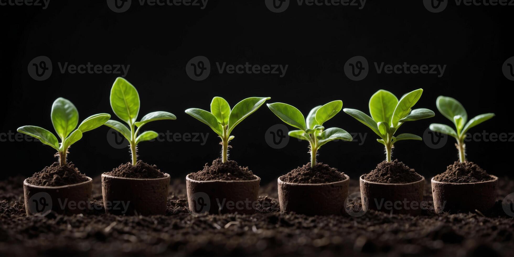 Five Green Seedlings in Peat Pots on Black Background. photo