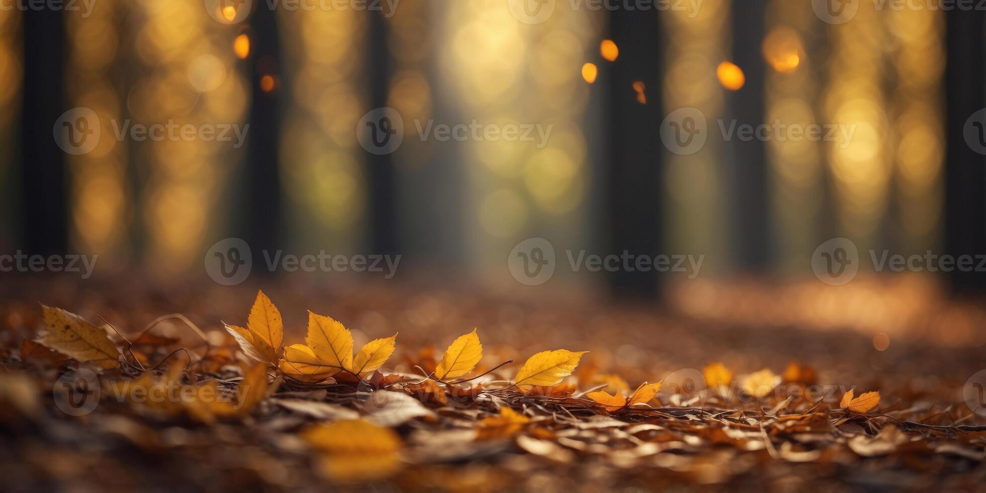 autumn in the forest wallpaper background 001. photo