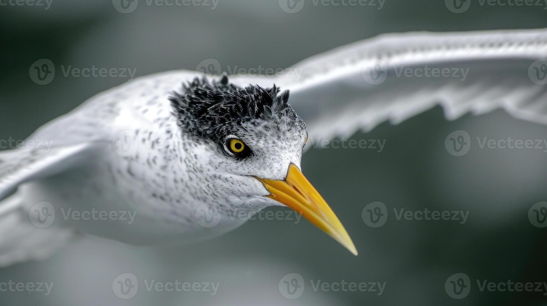 Closeup of a terns yellow eye fixated on a single target as it swiftly descends towards the oceans surface photo