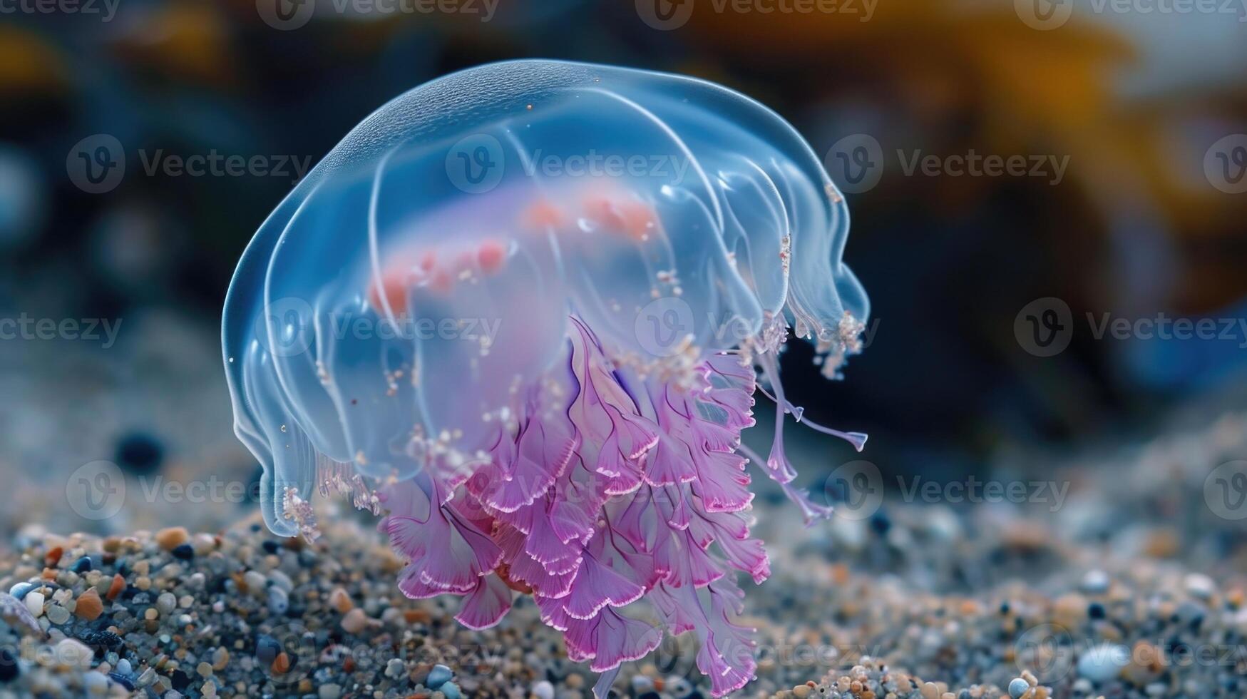 Closeup of a translucent jellyfish its bellshaped body pulsating with soft blue and pink hues against the sandy bottom of a tide pool photo