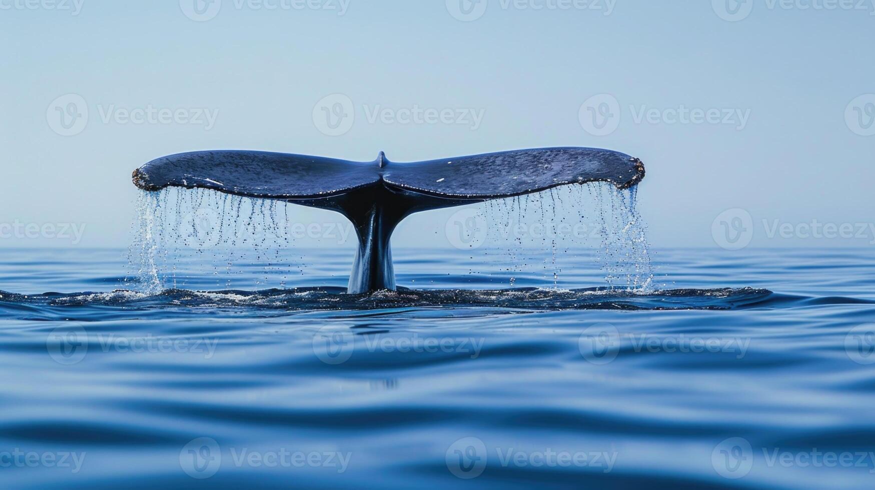 Closeup of a blue whales fluke emerging from the water as it prepares to dive back into the depths its smooth patterns of blue and gray glistening in the sunlight photo