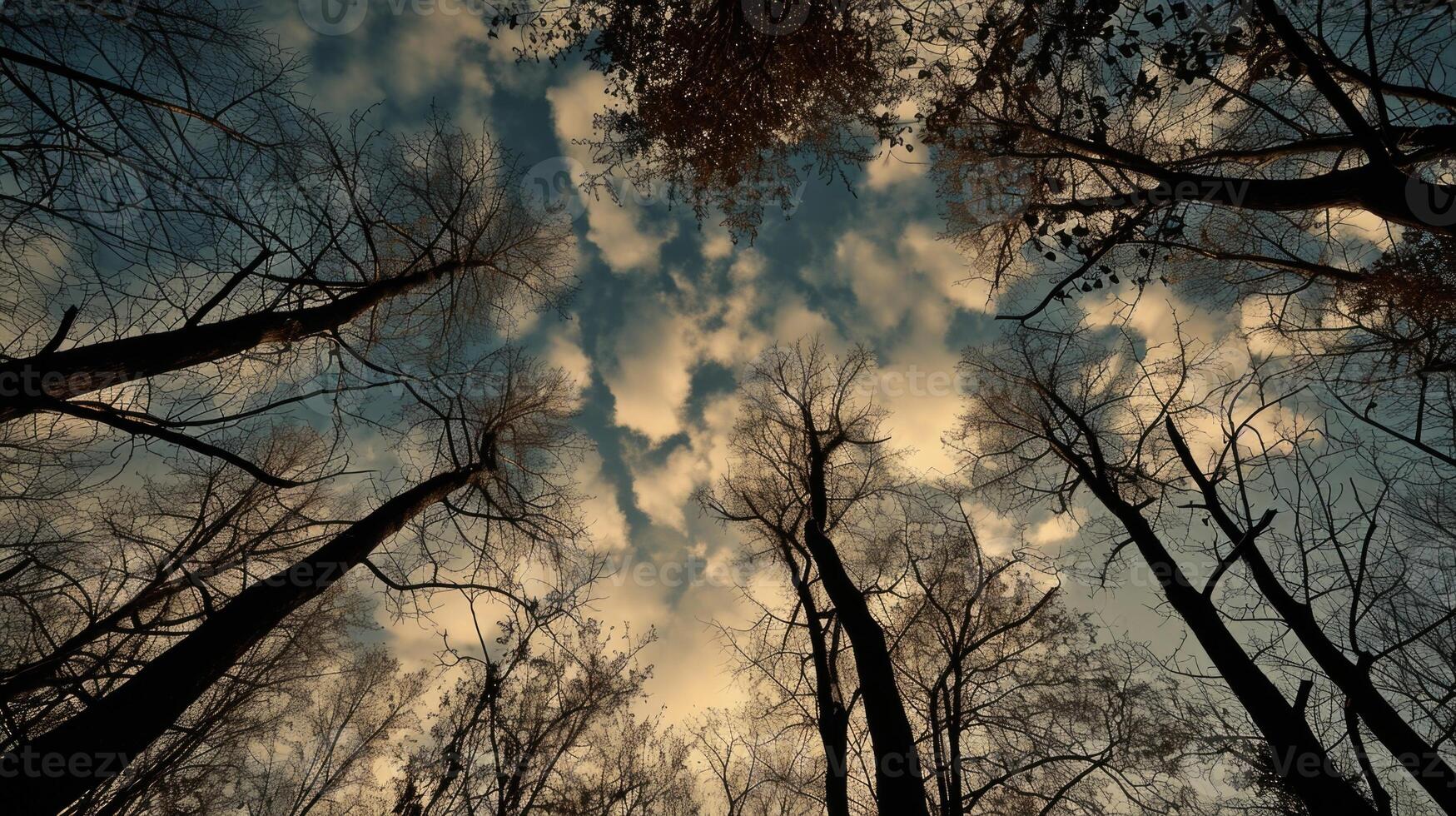 Seeing the silhouette of trees against the sky, a reminder of the vastness and beauty of nature. photo