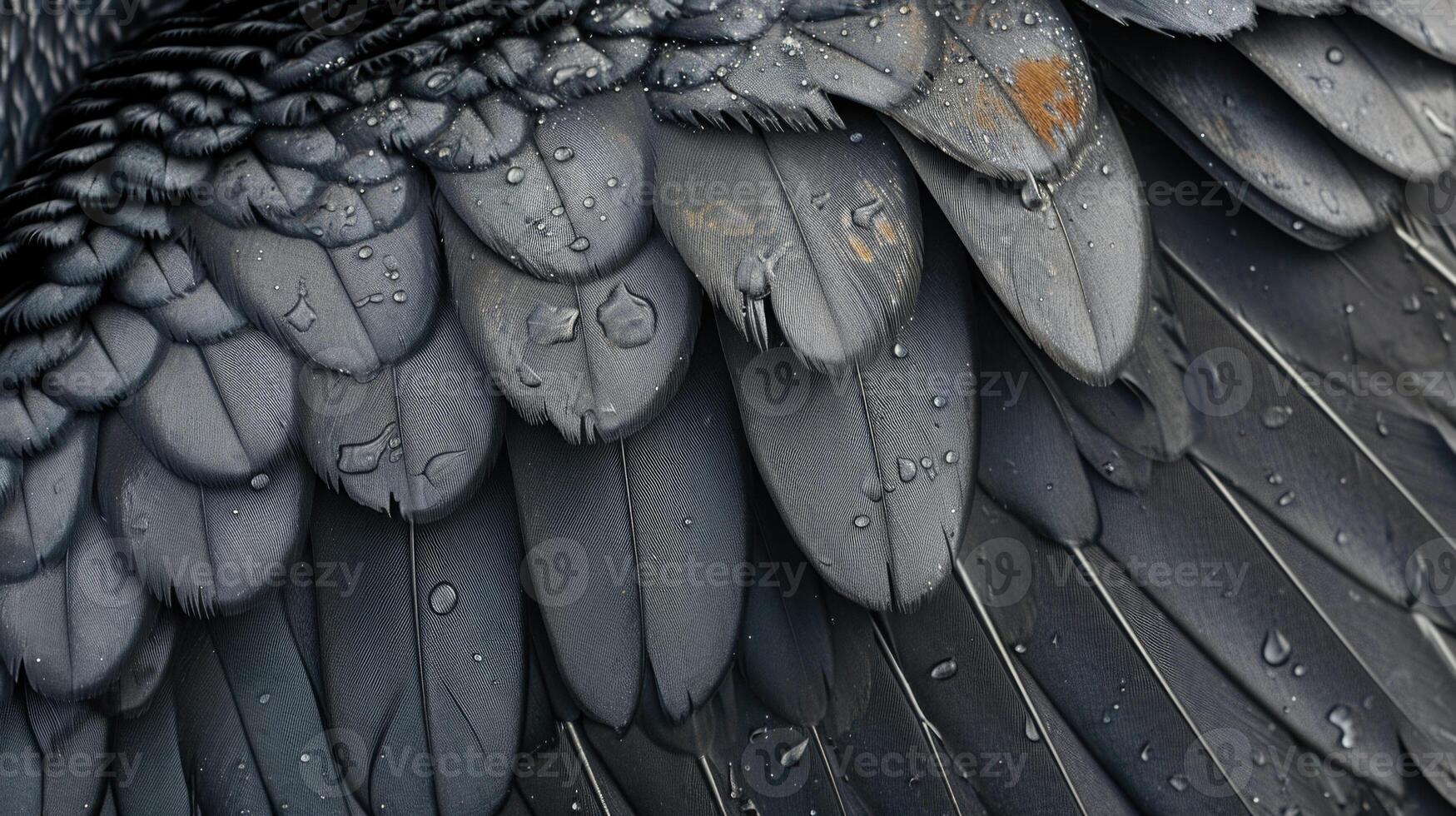 Closeup of the intricate patterns on the cormorants feathers each one meticulously aligned to help it stay warm and dry photo