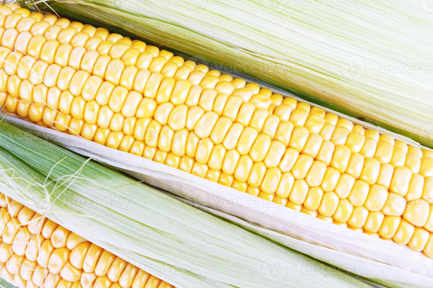 fresh corn as background photo