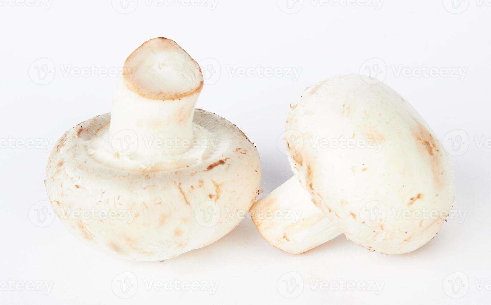 mushroom on white photo