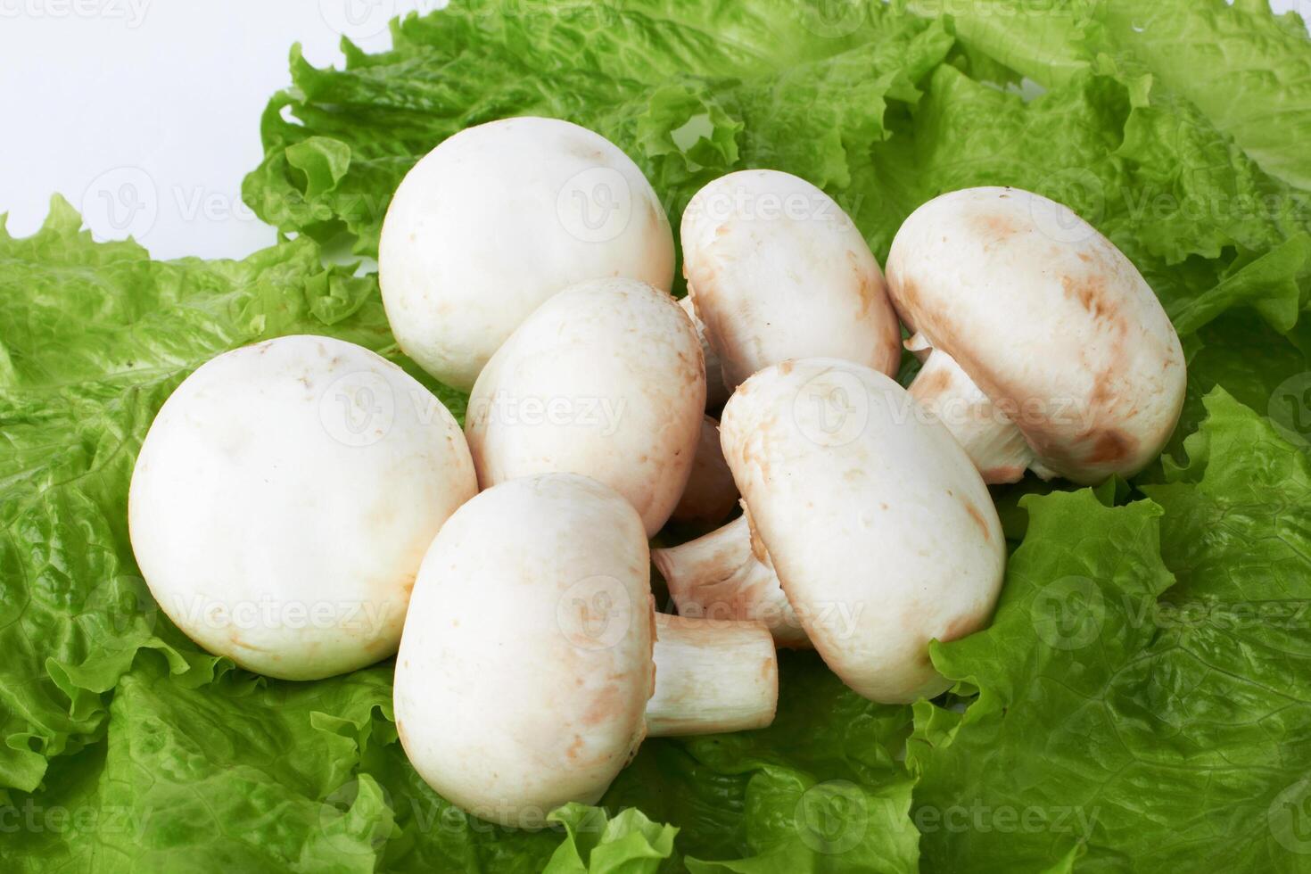 mushroom as background photo
