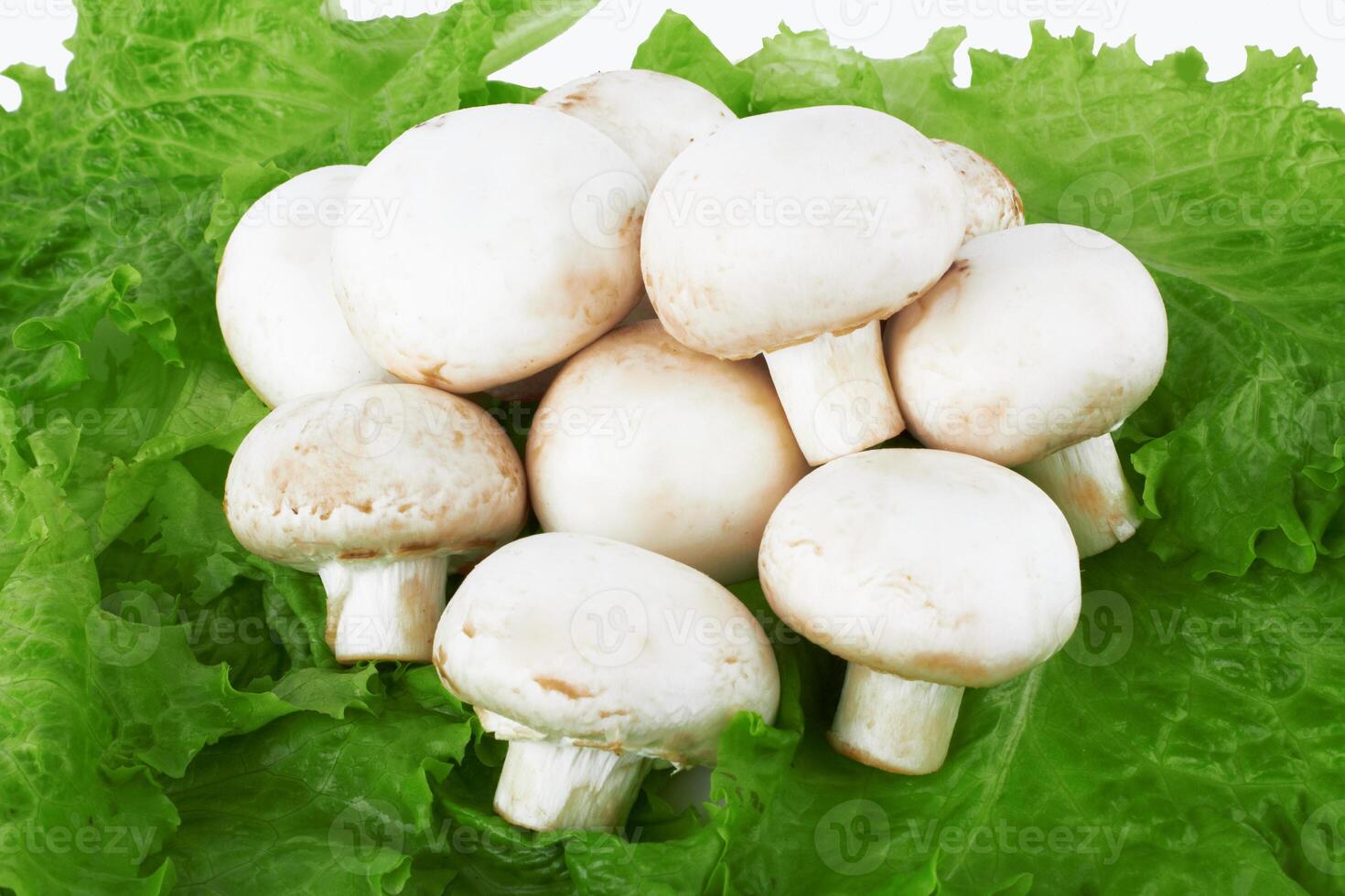 mushroom as background photo