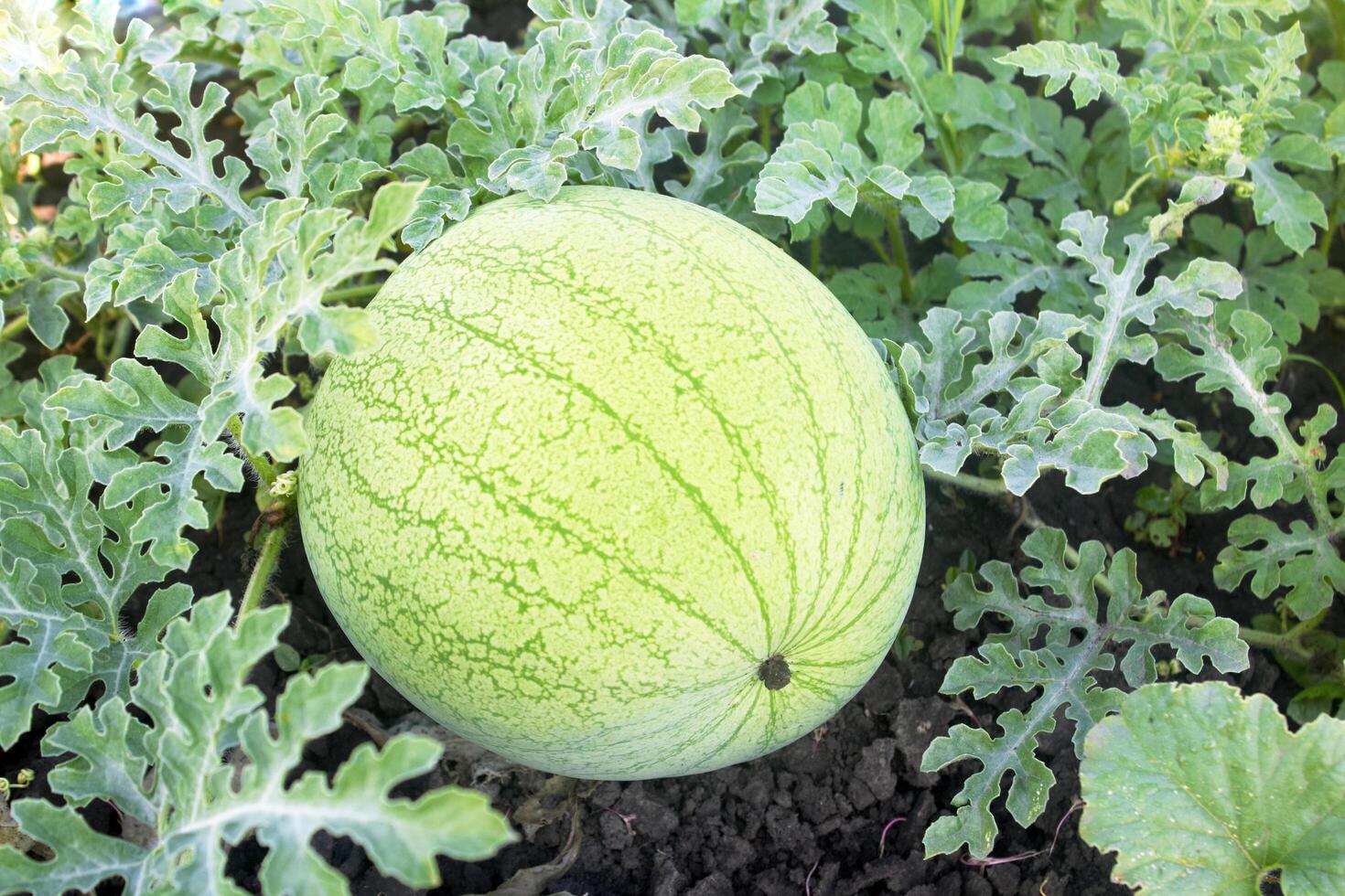 watermelon as background photo
