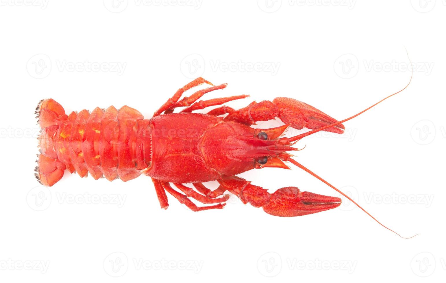crayfish on white photo