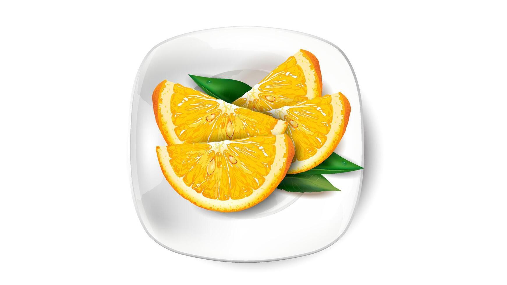 Orange slices and green leaves on a white plate. vector
