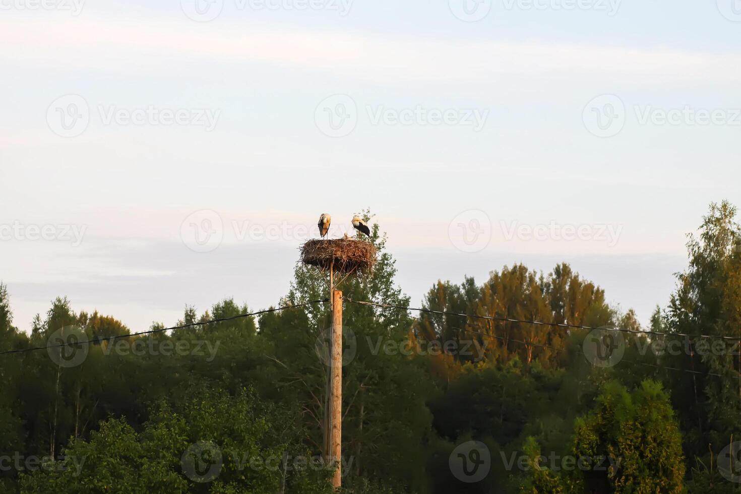 White stork feeding chicks on the nest on electrical pole photo