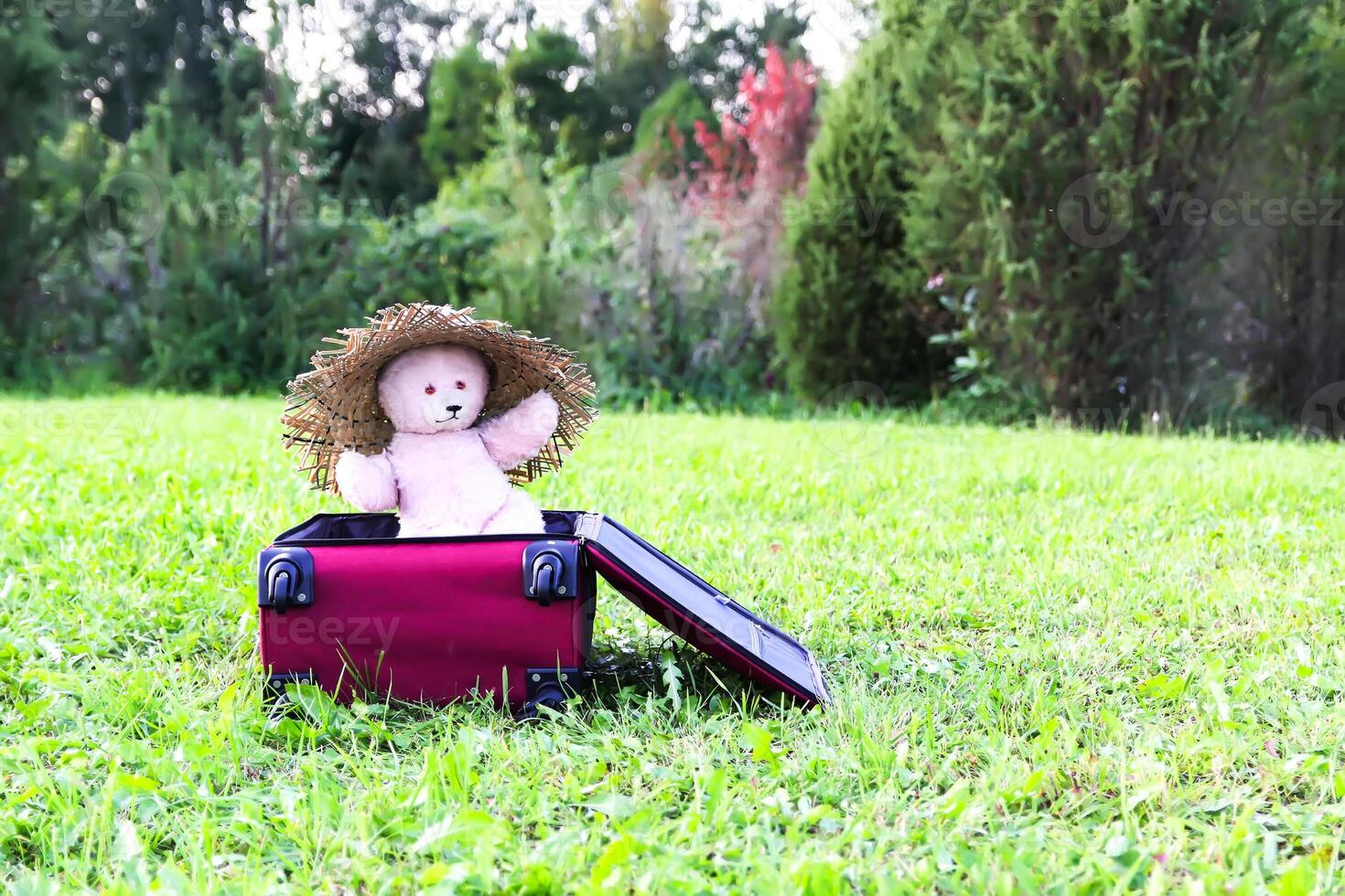Soft toy bear in opened travel bag with clothes on green summer meadow. photo