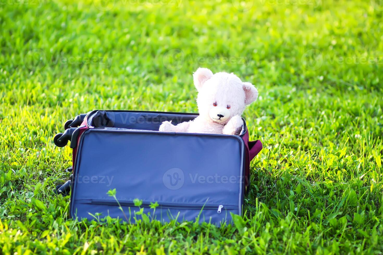 Soft toy bear in travel bag on green summer meadow photo