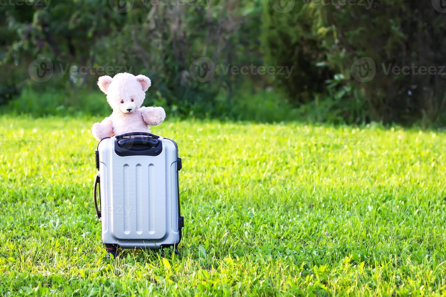 Soft toy bear on travel bag on green summer meadow photo