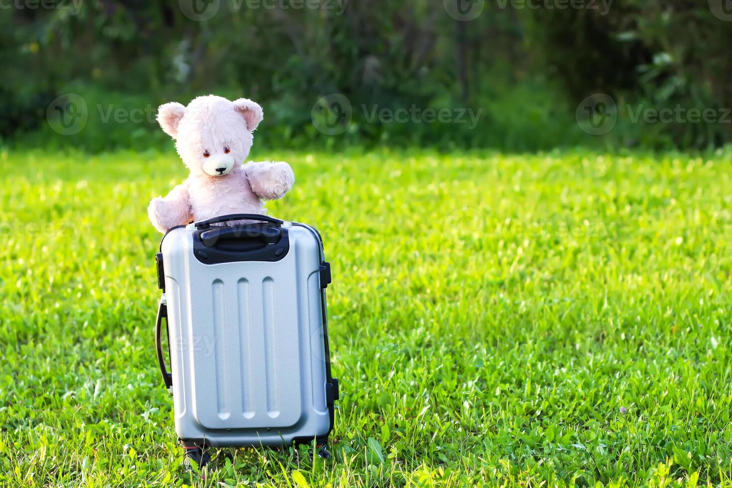Soft toy bear on travel bag on green summer meadow photo