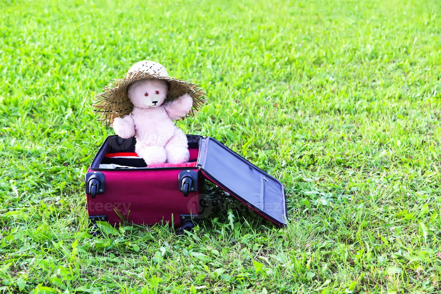 Soft toy bear in opened travel bag with clothes on green summer meadow. photo