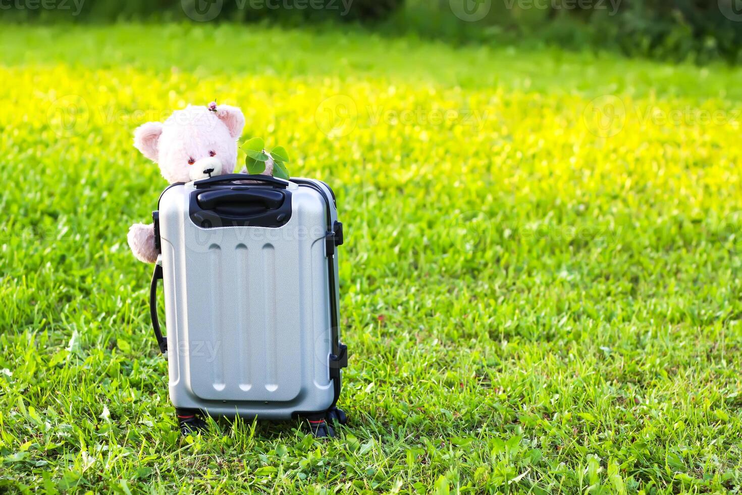 Soft toy bear on travel bag on green summer meadow photo