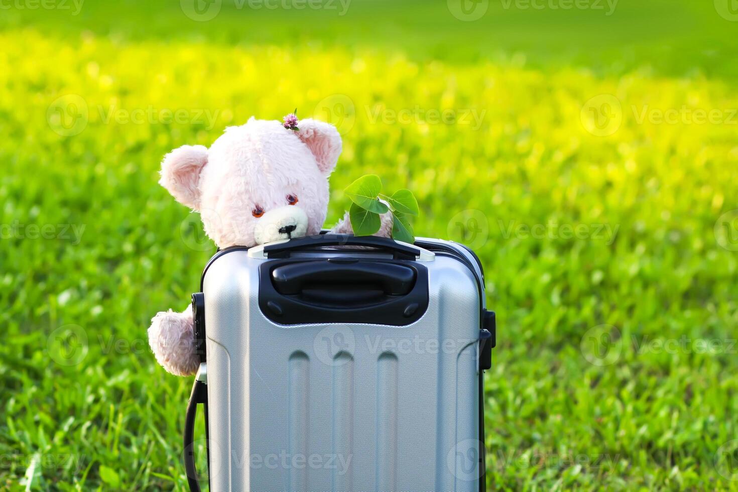 Soft toy bear on travel bag on green summer meadow photo
