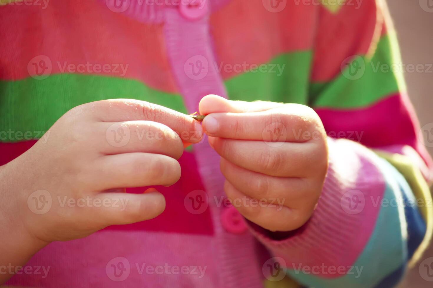 Child's hands with a small beetle photo