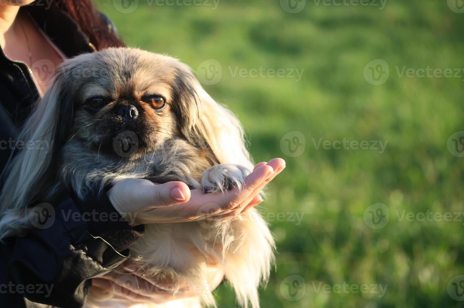 A small dog Pekingese sitting on a hands outdoors on summer nature background. photo