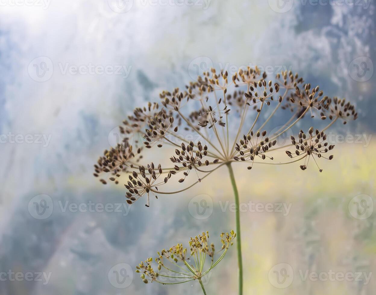 Fragrant dill plant on the garden in the garden photo