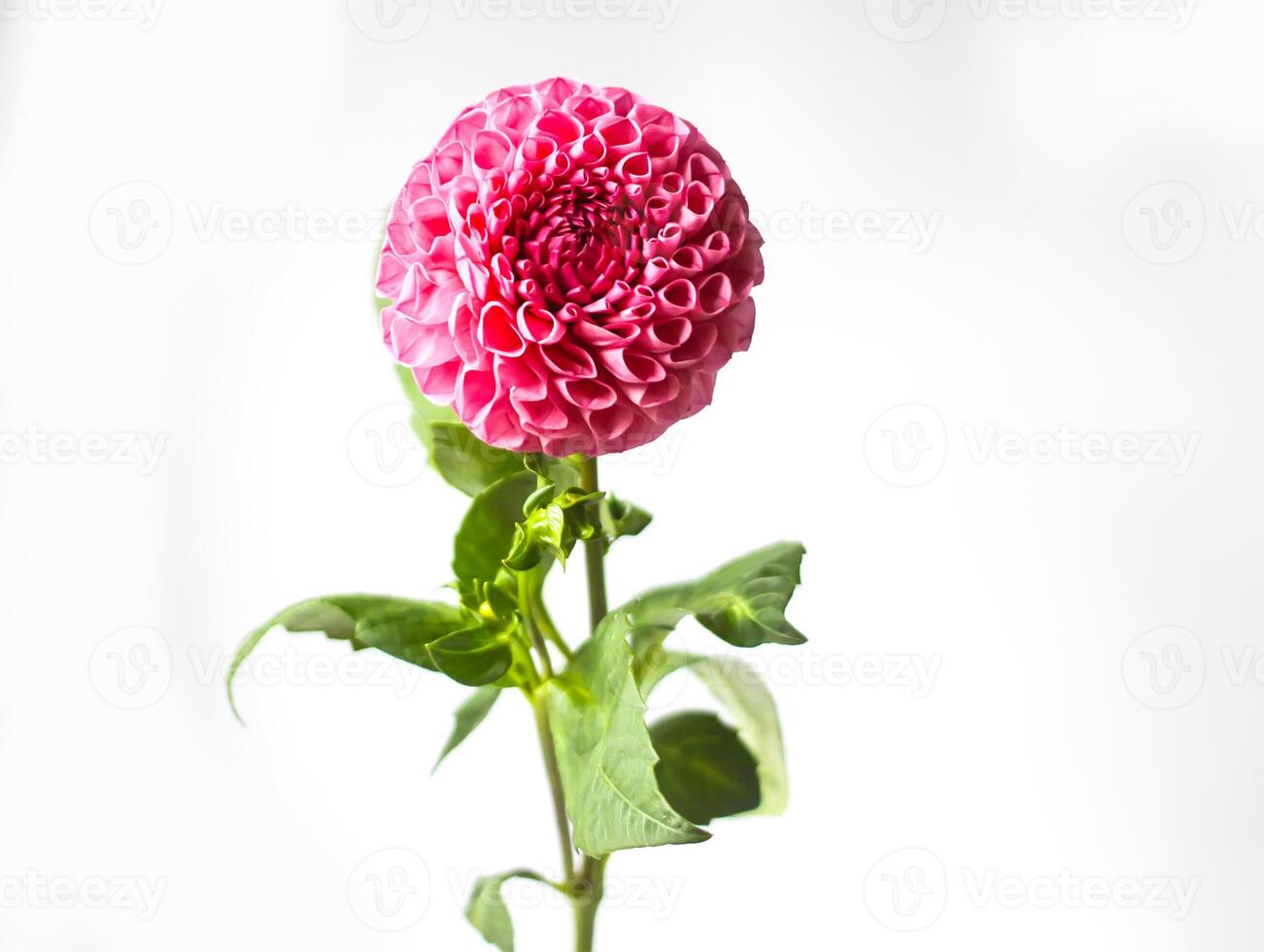 Beautiful pink dahlia flower in a vase. Beautiful plant flowering at summer. photo