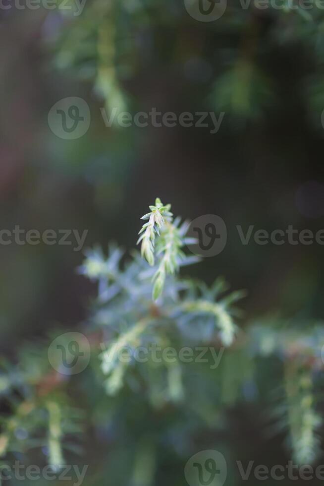 Wet branches of the spruce tree after the rain. Nature background. photo