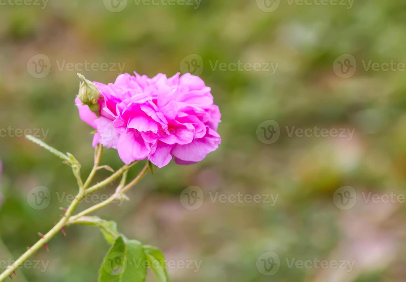 Pink roses. Garden flowers in bloom. photo