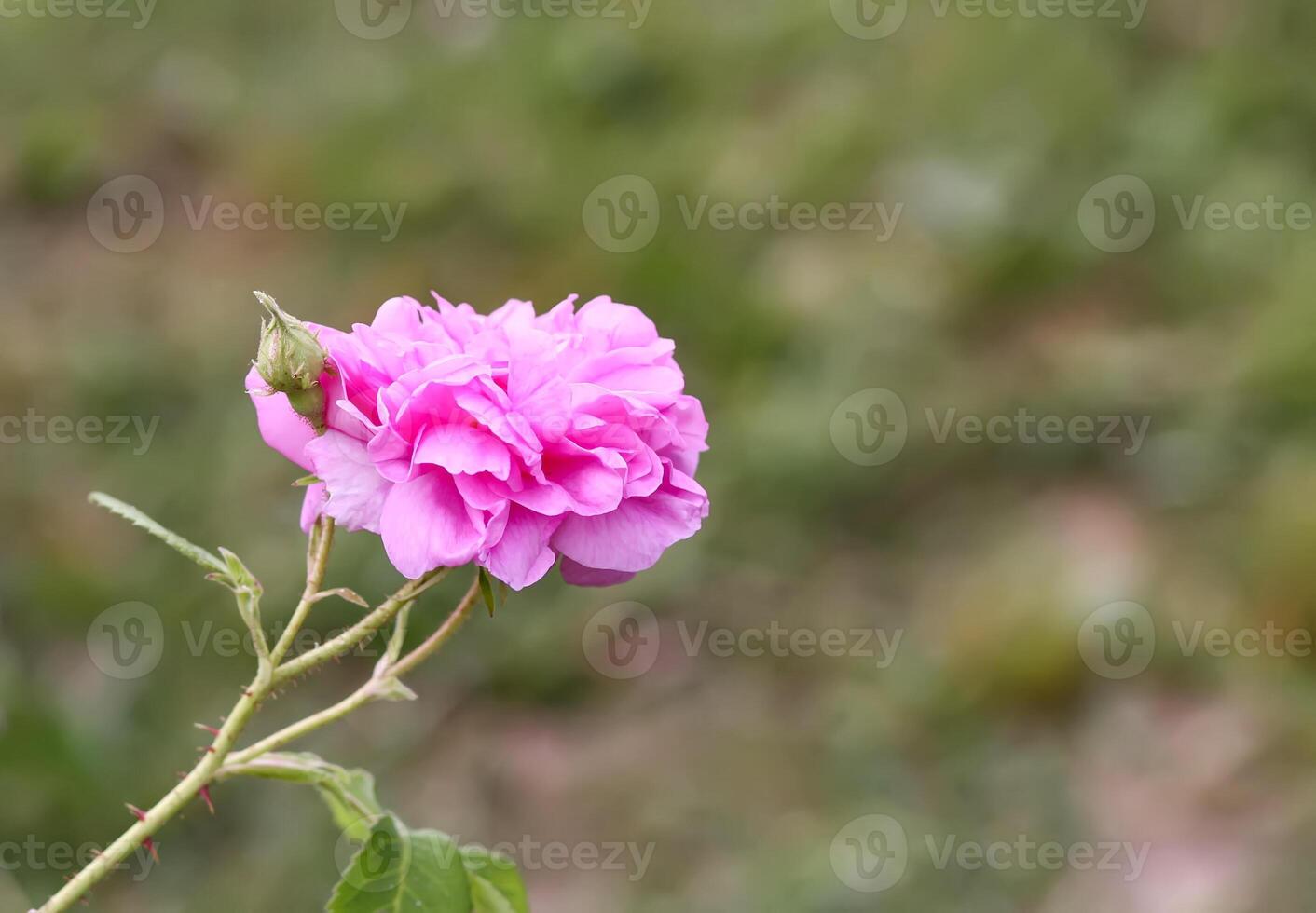 Pink roses. Garden flowers in bloom. photo