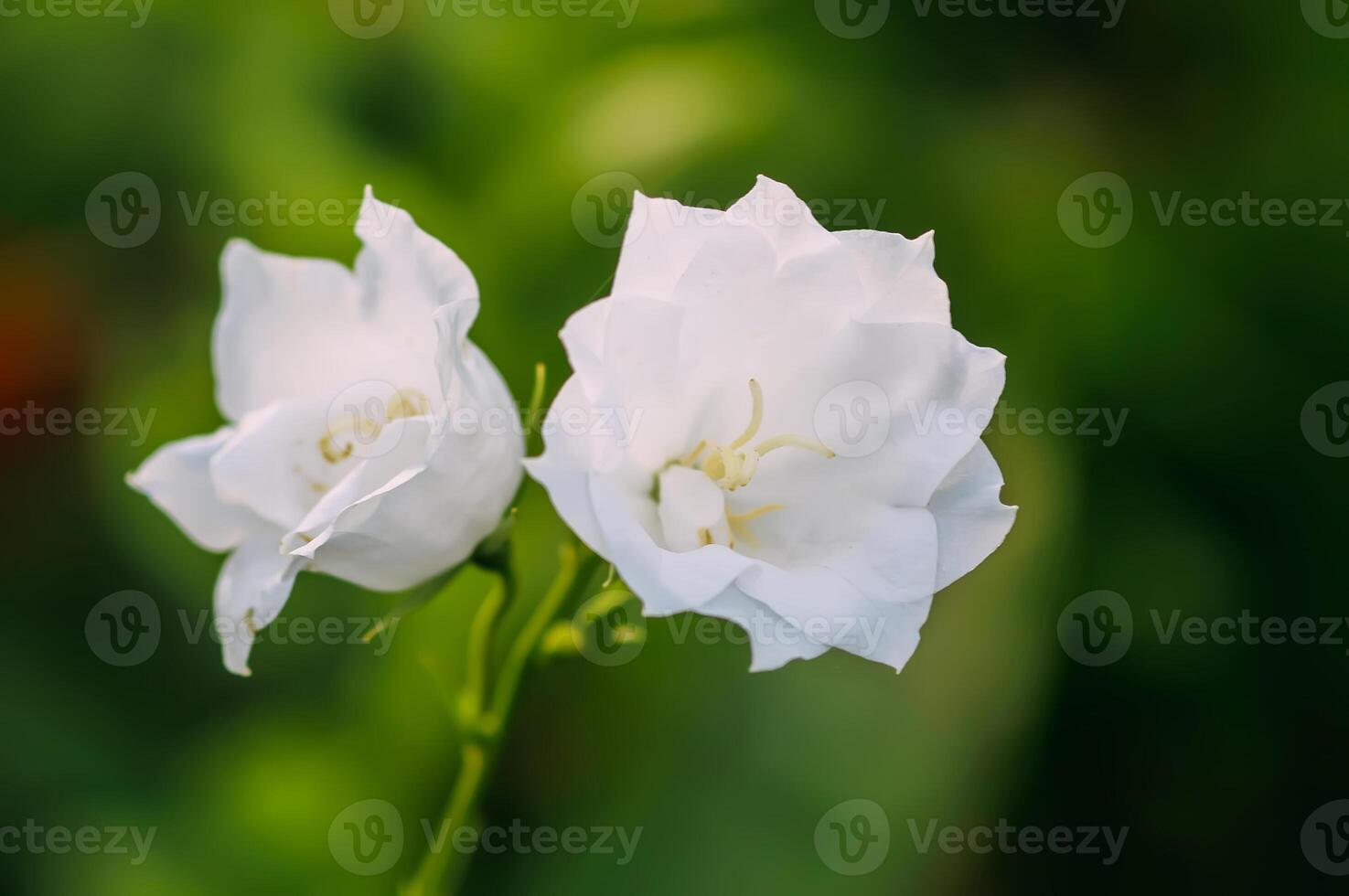 Campanula white flowers photo