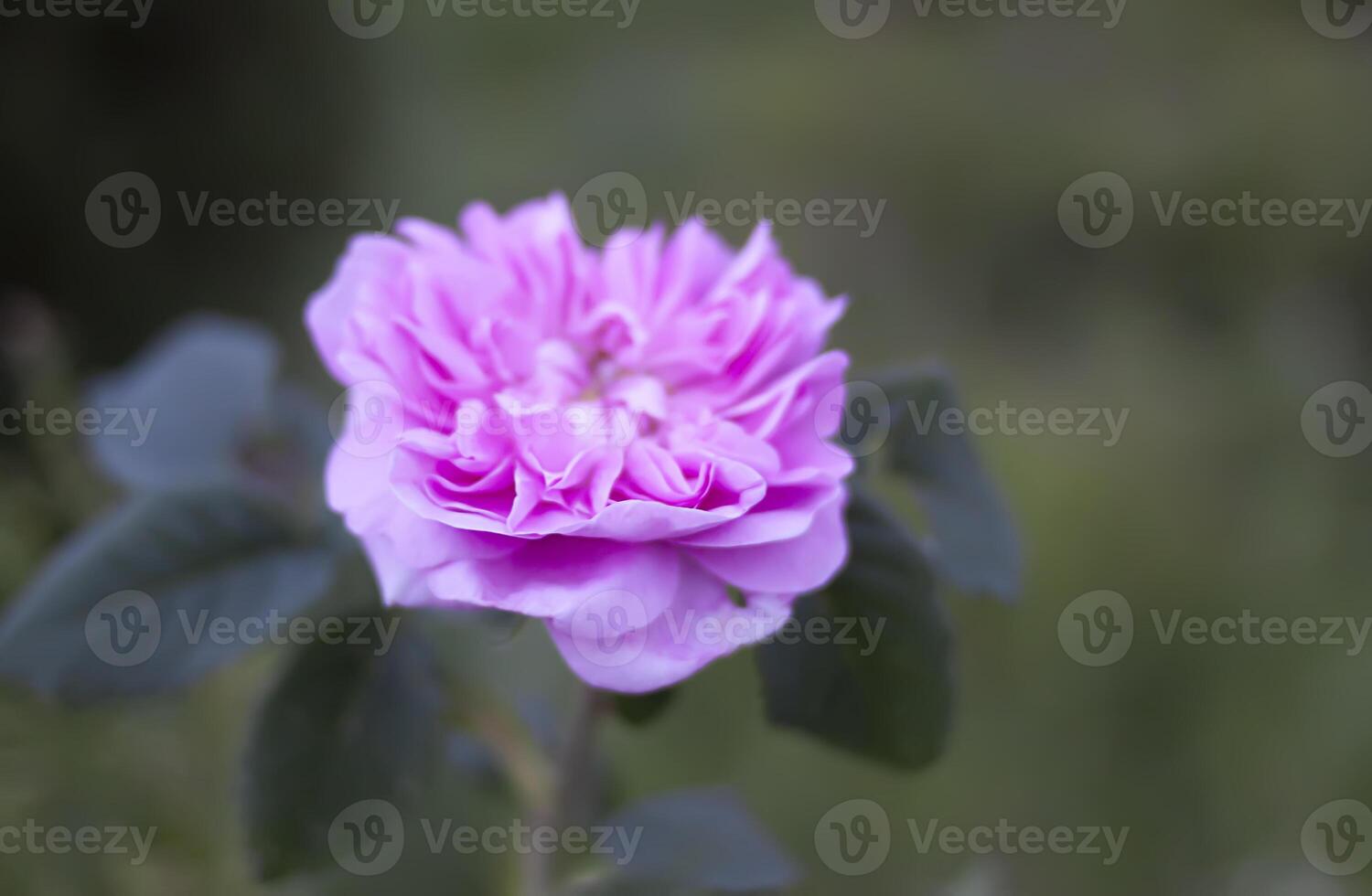 Pink roses. Beautiful garden flowers in flowering season. photo