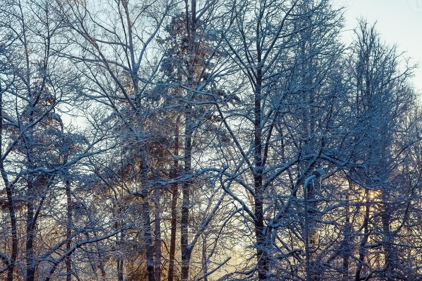 Winter landscape in urban park. photo