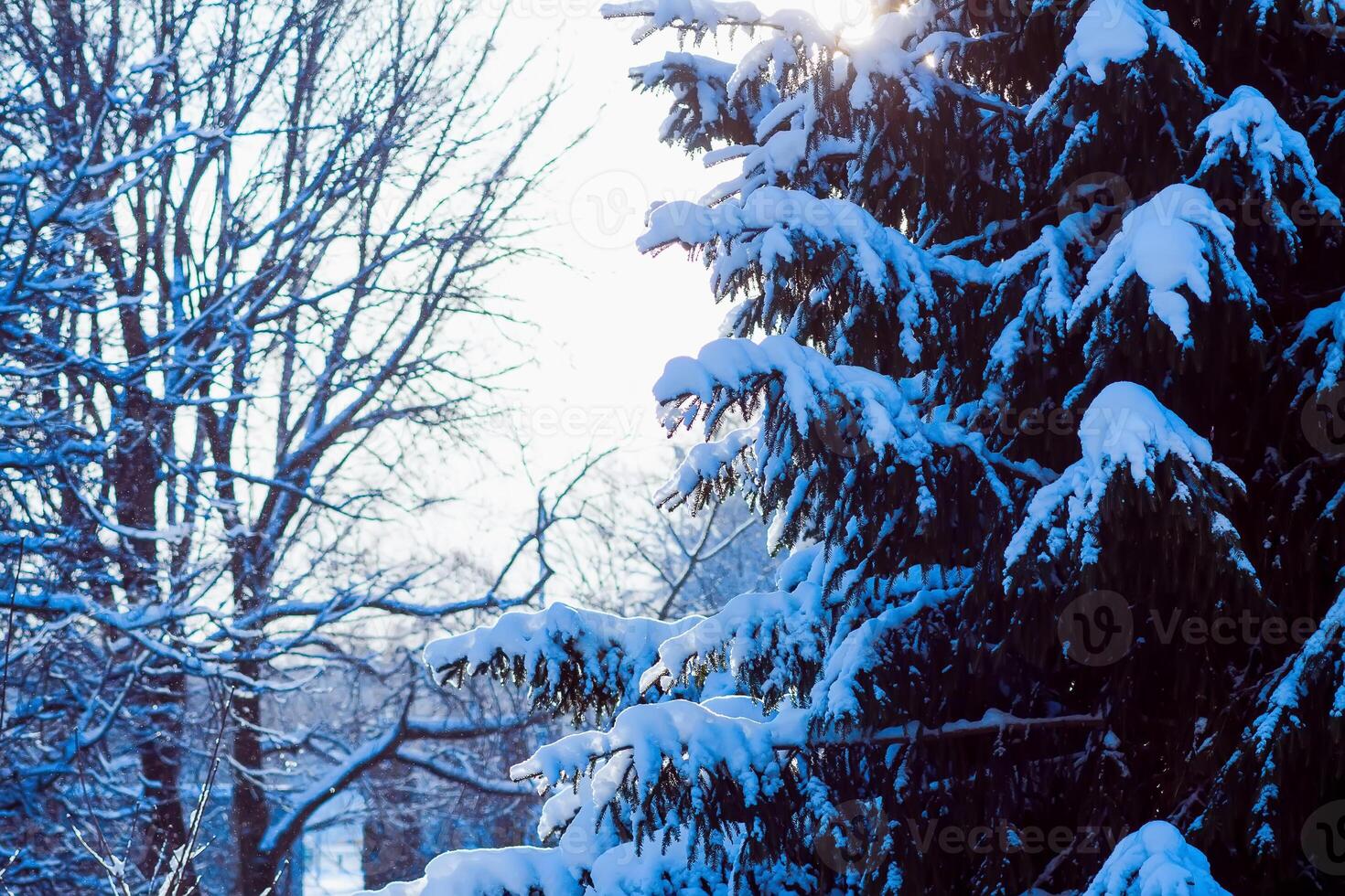 Winter landscape in urban park. photo