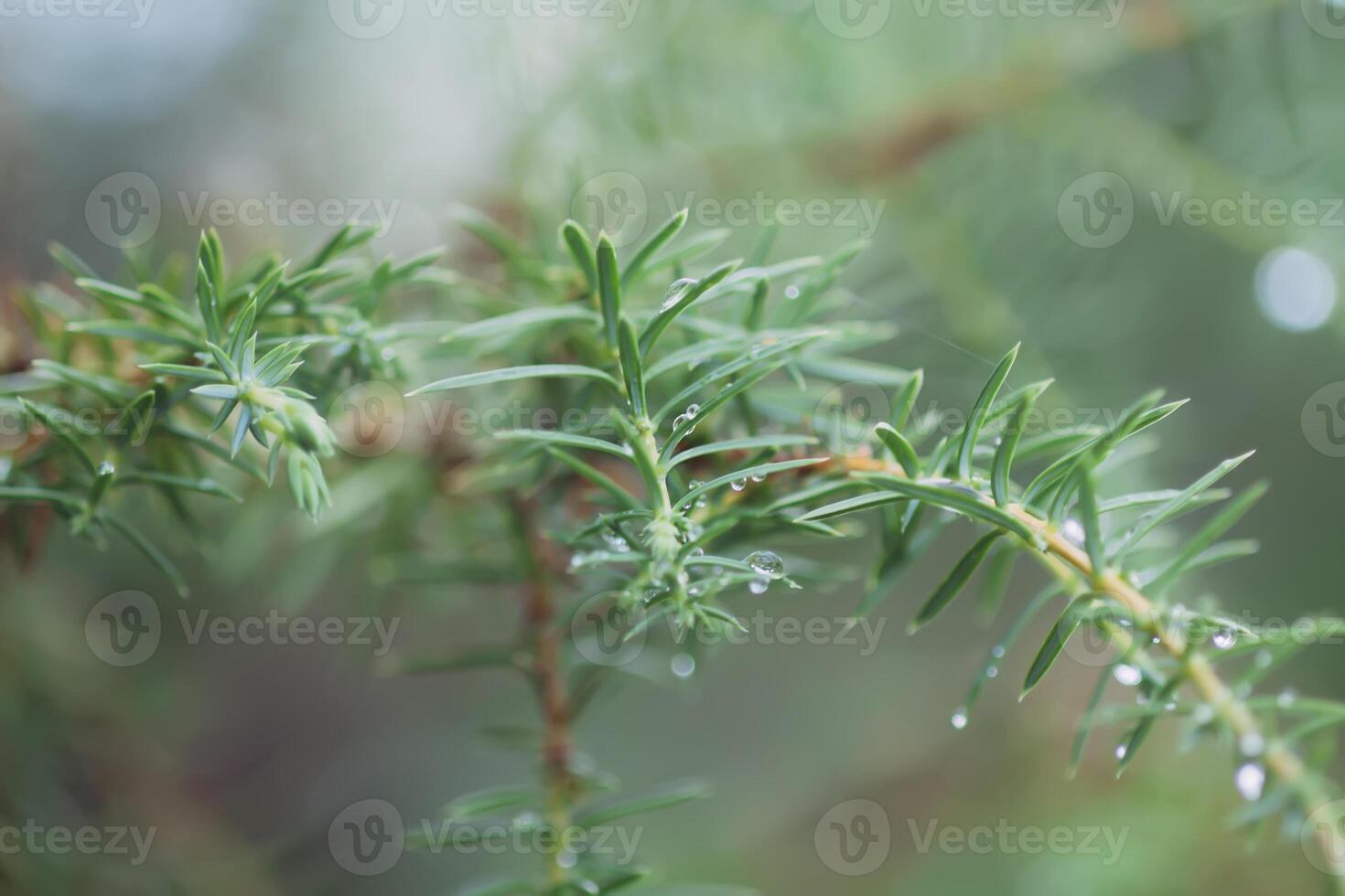 Wet branches of the spruce tree after the rain. Nature background. photo