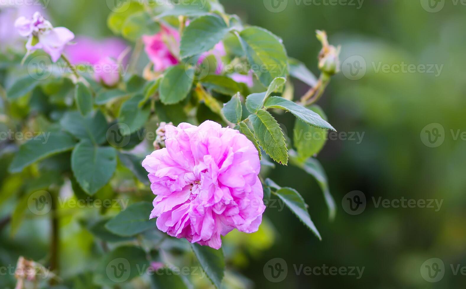 Pink rose flowers. Decorative beautiful garden plants in flowering season. photo